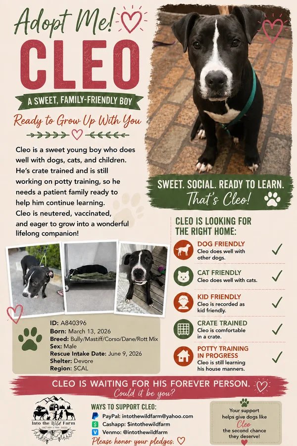 Cleo