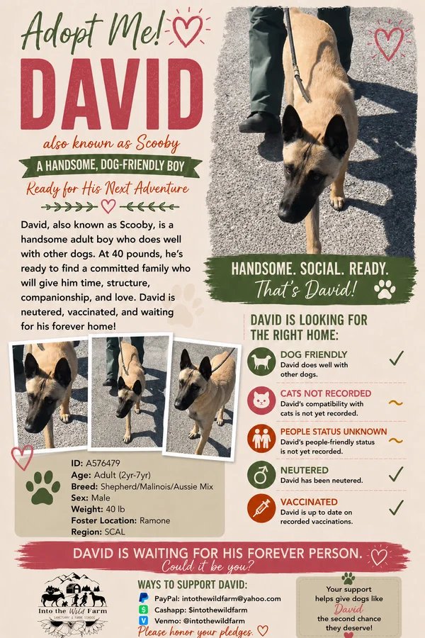 David aka Scooby