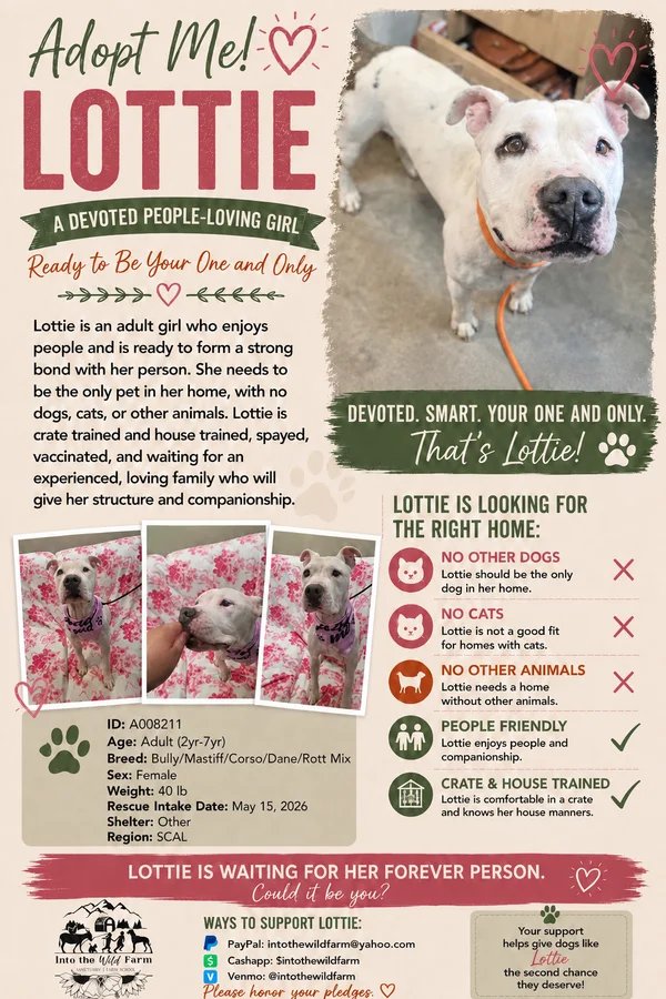 Lottie