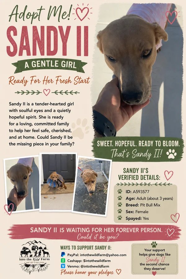 Sandy II